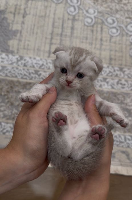 Котята Шотландские Скоттиш Фолд