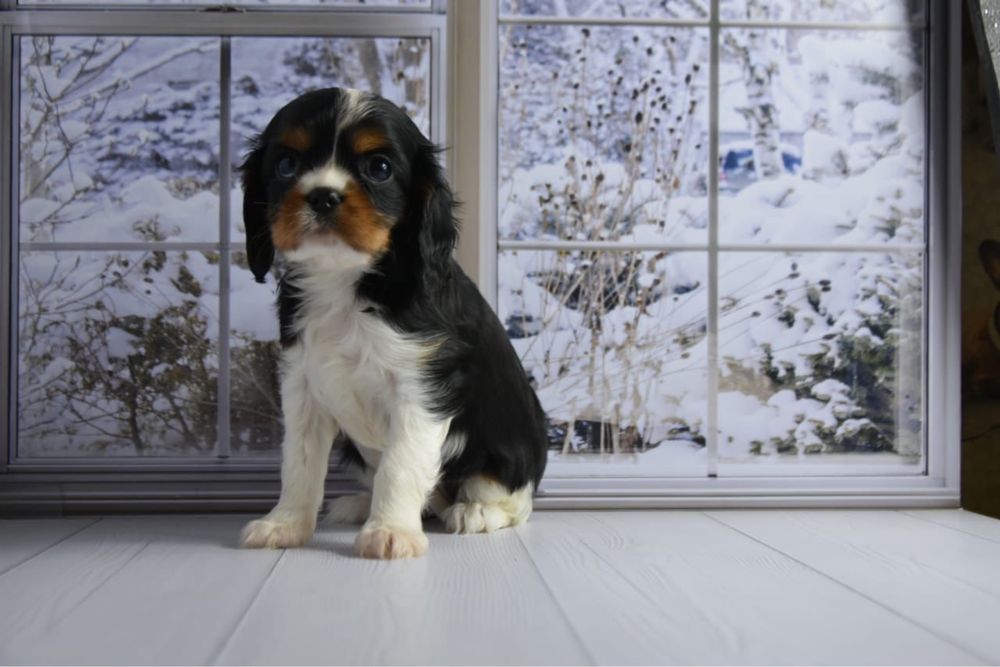 Кавалер кинг чарльз спаниель