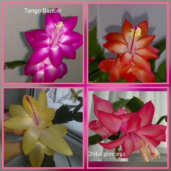 Распродажа Шлюмбергеры Декабристы