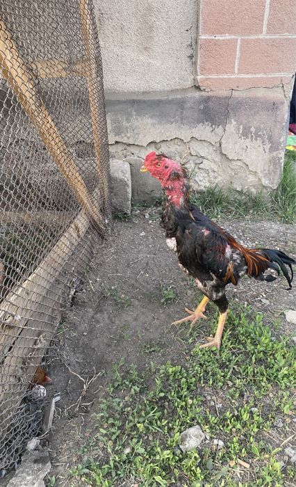 Продам или обмен дакан петуха