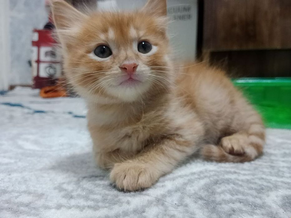 Отдадим котёнок хорошие руки