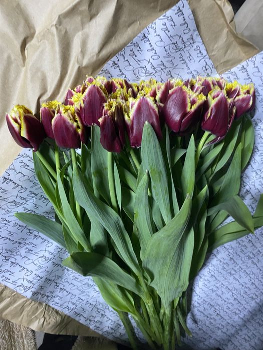 Тюльпаны из теплицы