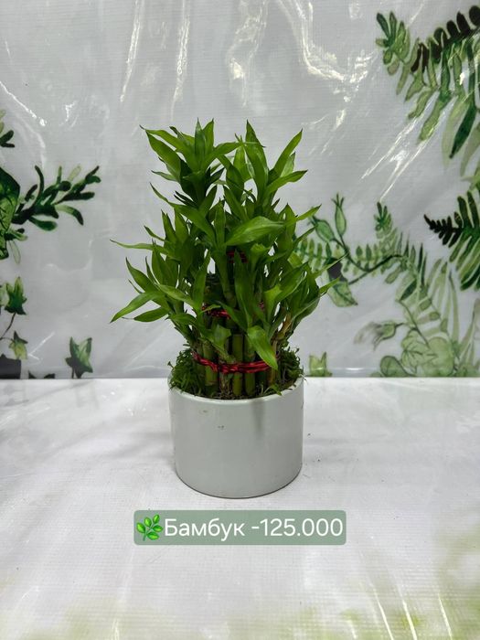 Комнатные цветы в продаже!
Нежная, красивая и станет прекрасным украше