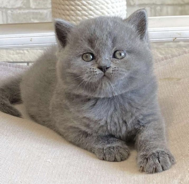 British shorthair fetiță