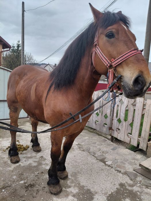 Cal castrat de vanzare inhamat tot