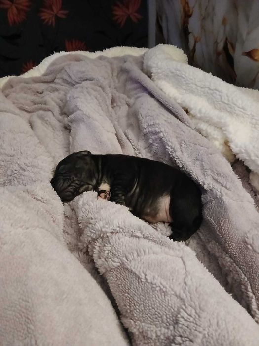 Căței Amstaff  caută familie iubitoare