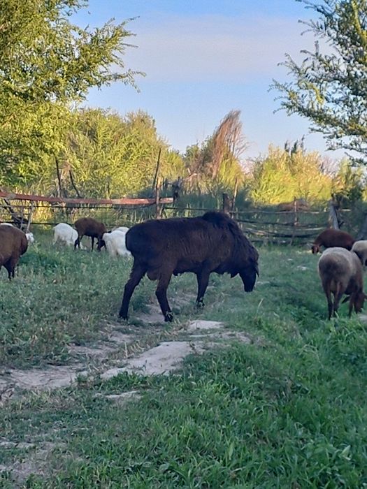 Продам кошкар продам