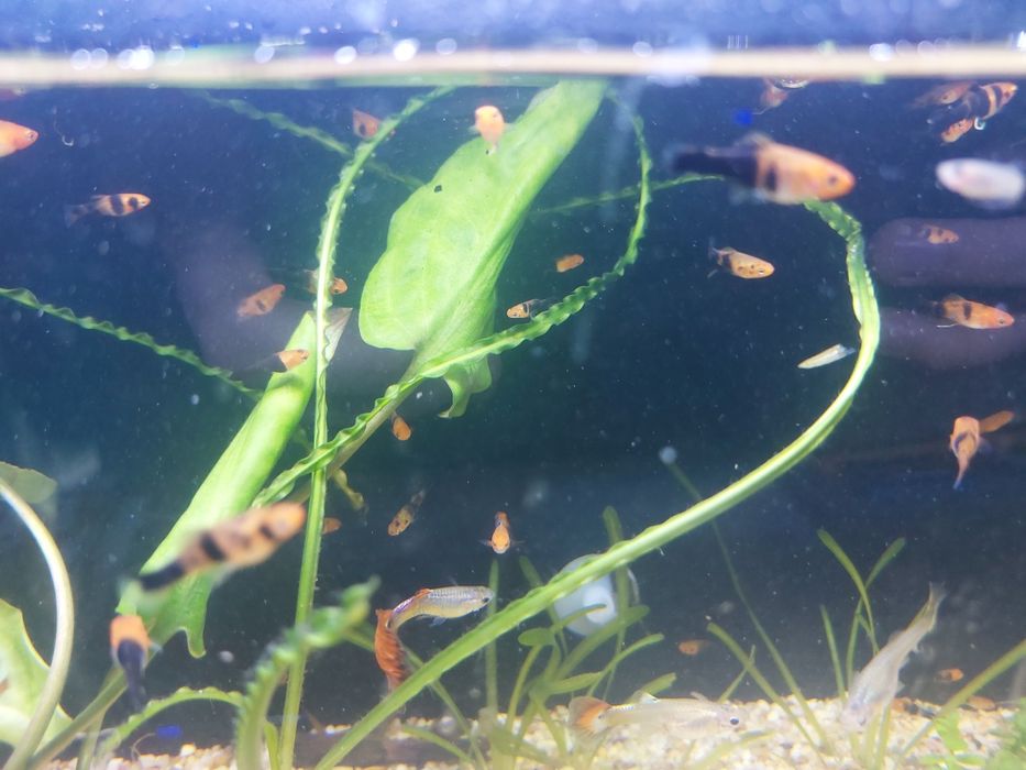 Меченосец малёк +/- 2 см