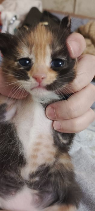 Отдам  котенка в хорошии руки.