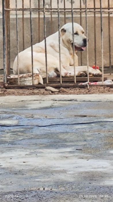 СОА Алабай белый