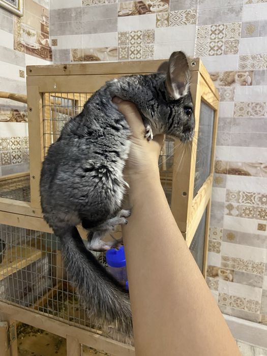 Продам шиншиллу