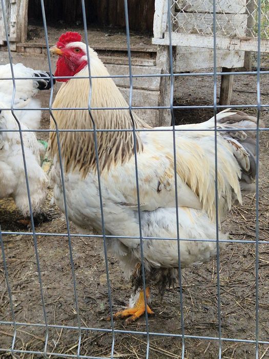 Păsări de rasă mare