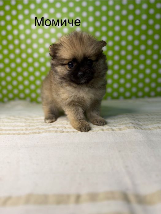 Померан мини  померанчета