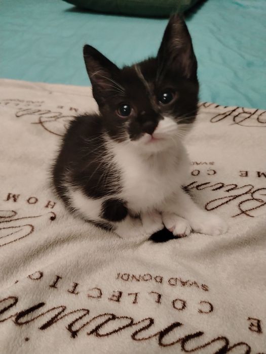 Отдаём котёнка:)