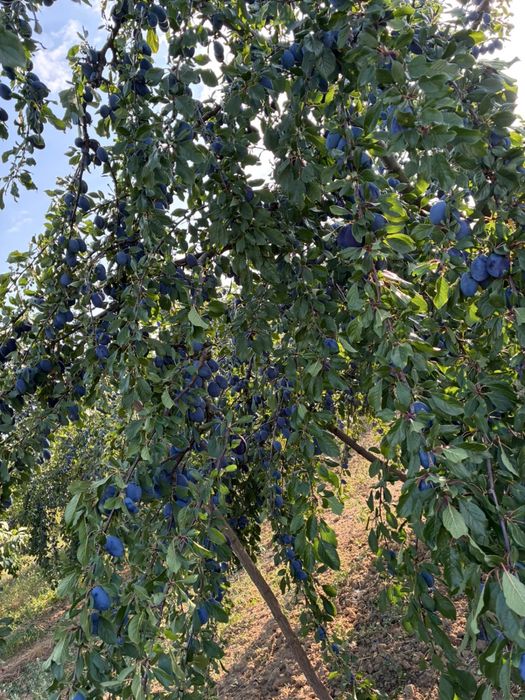PRUNE -Bogati,Arges