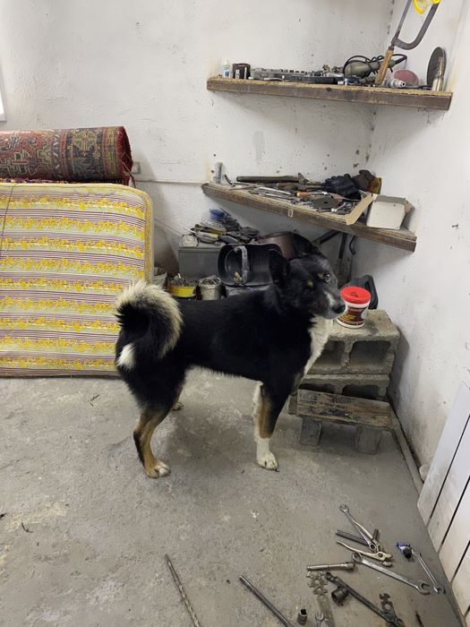 Лайка бесплатно!