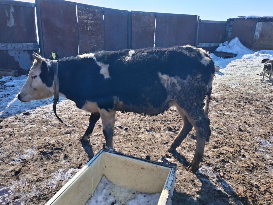 Продам тёлок 2-х лет