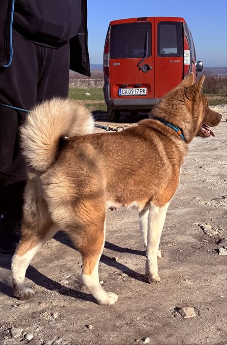 Американска Акита