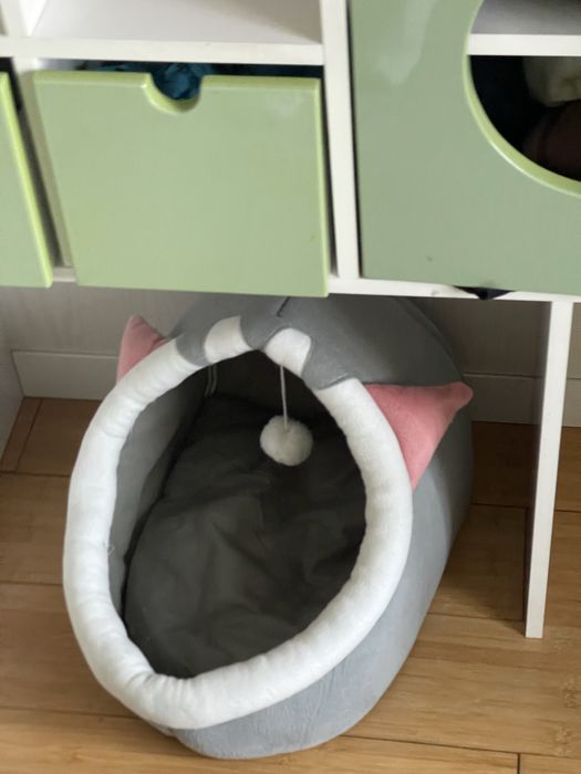 Британка 7 месяцев кошка