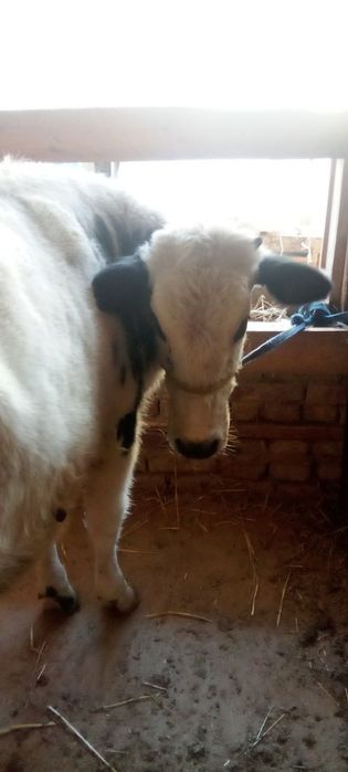 Ona bola sigir sogʻlom