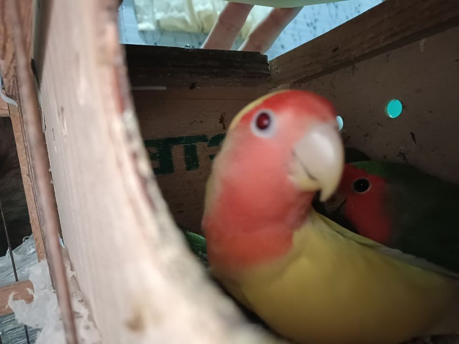 Тайор рабочи пара 100% Оилавий сотилади неразлучка