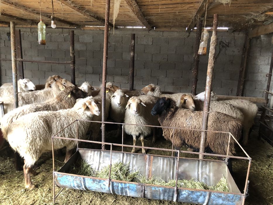 Бараны стояли на откорме