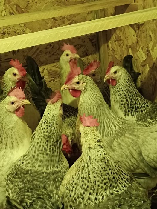 Инкубационное яйцо