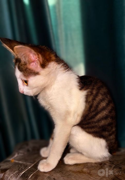Котенок в добрые руки
