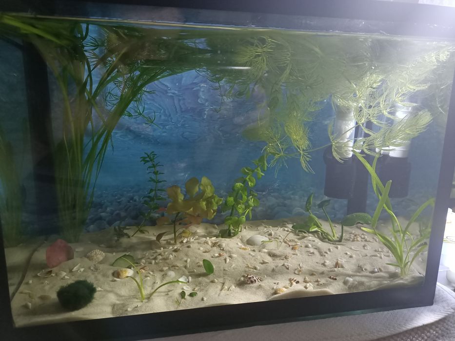 Продаю аквариумы