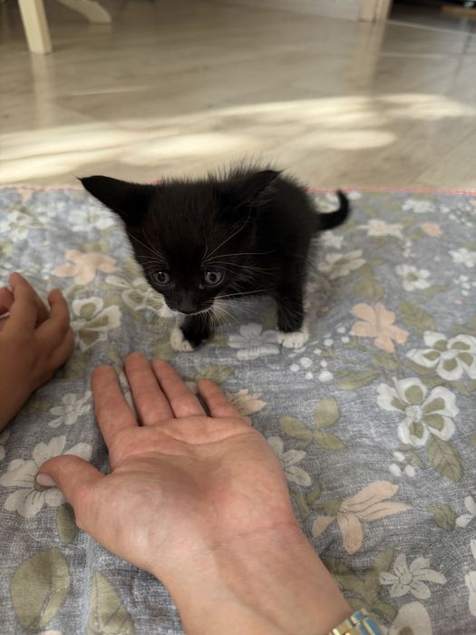 Котенок мальчик