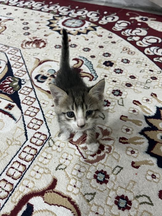 Кошки, котята, кот