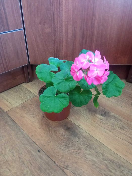 Продам комнатные цветы