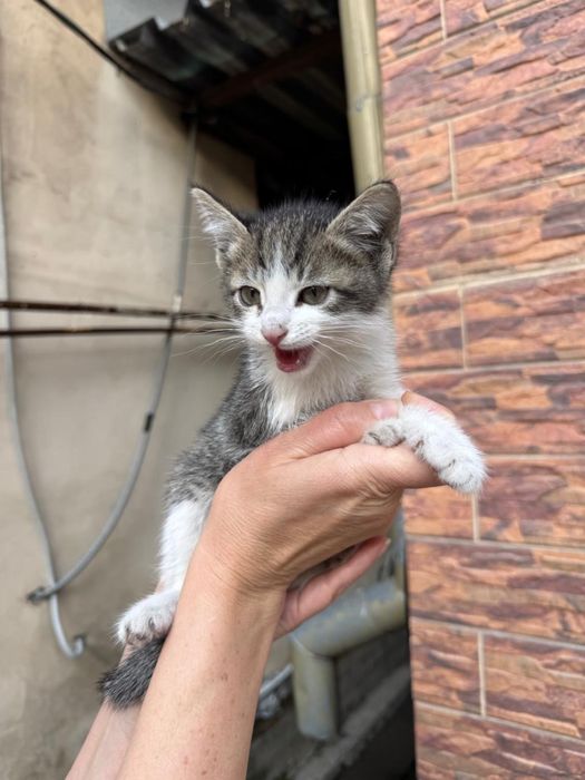 Кошка, кот, животное