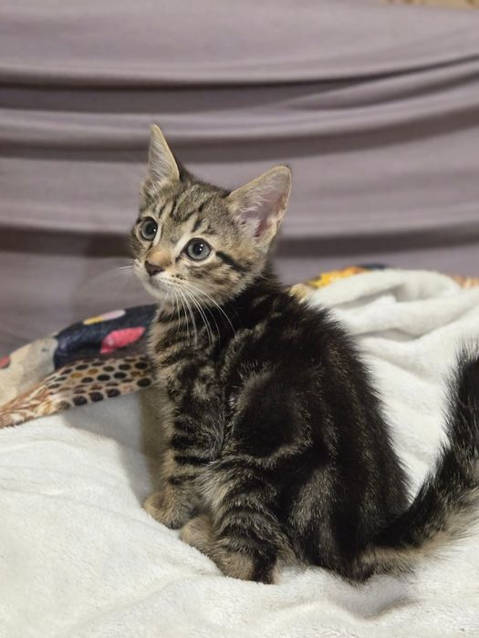 Отдам в добрые руки котёнка мальчика