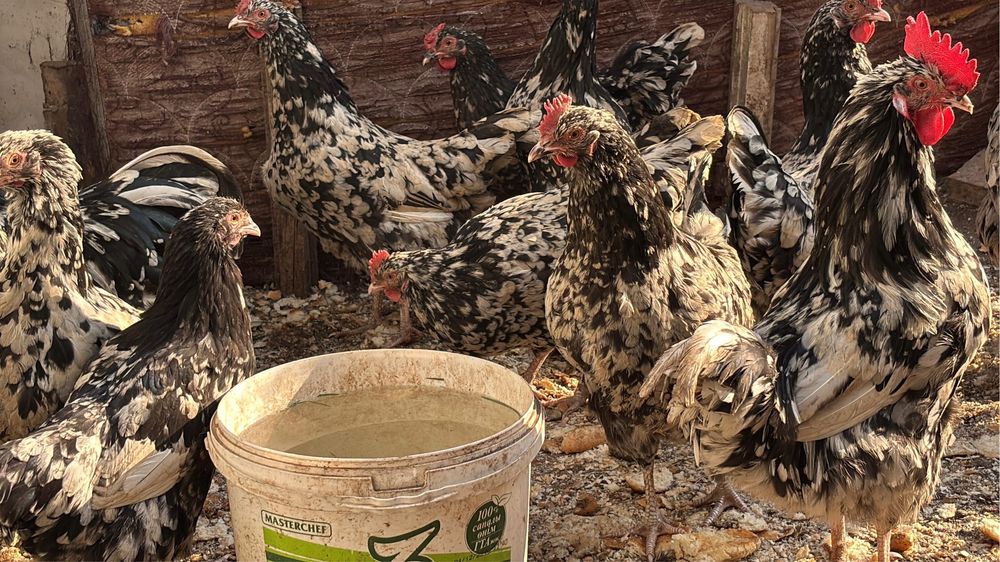 Продам кур мраморный австролорп