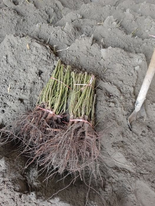 Гарантия асартимент дехкончилик атиргул Кучатлари Сотилади