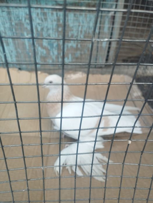 Продам самку 2025 года