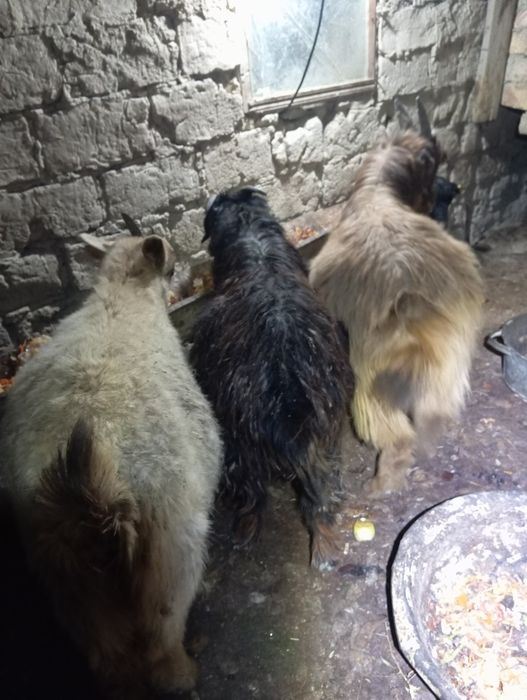 Лақтар сатылады. Сабалақта.