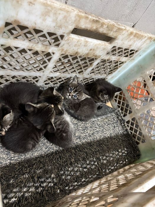 Бесплатно кошка.