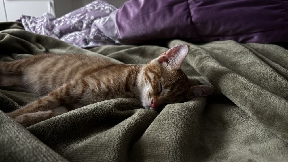 Пропал кот рыжий