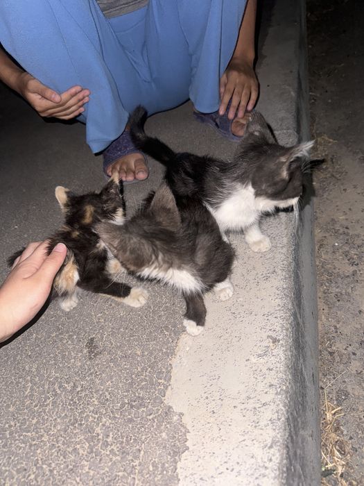 Котенок наворожденный