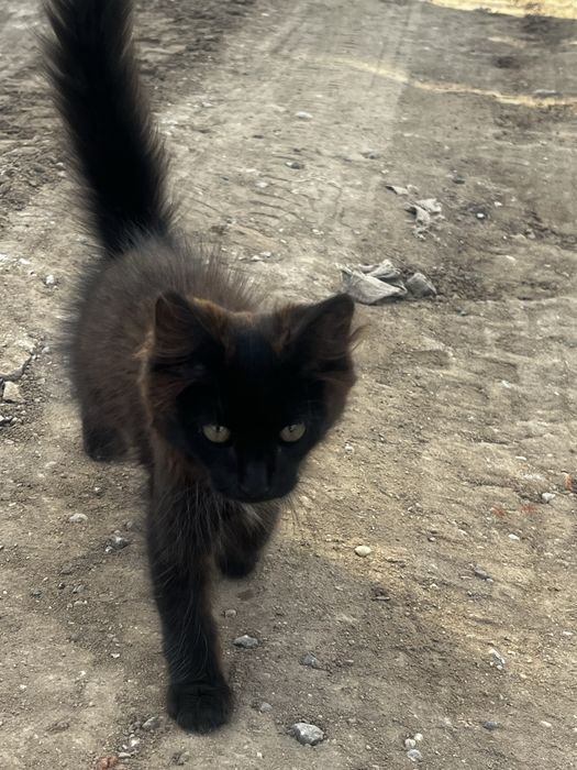 Котенок в добрые руки