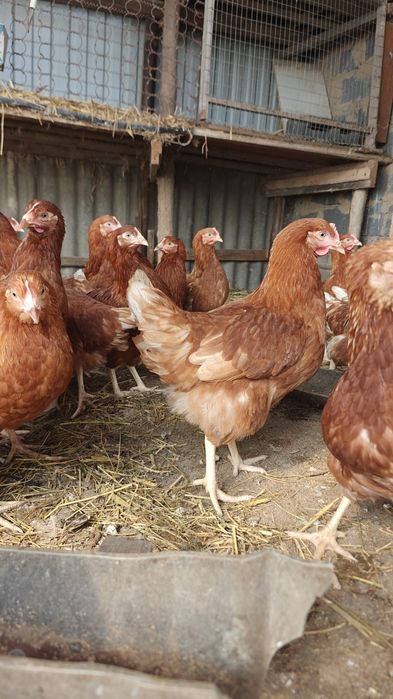 Продам ломан браунов