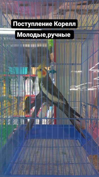 Кореллы молодые ручные