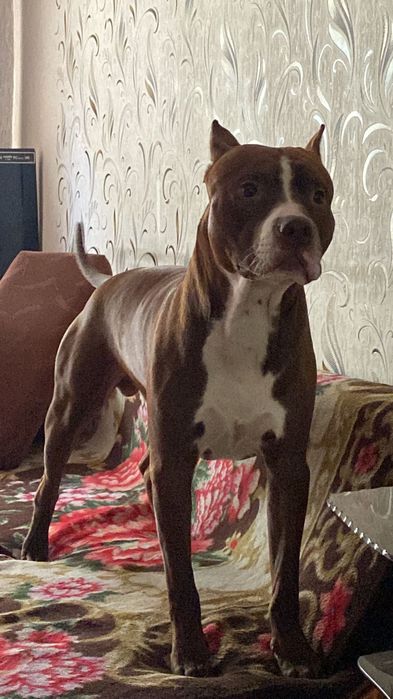 Питбуль  кабель для вязки