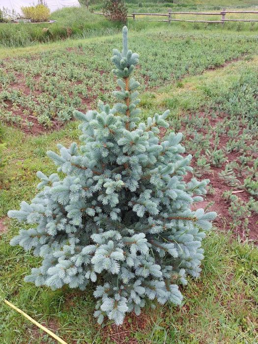 Pachet 50 bucati puieti molid albastru-Picea pungens Glauca Super Blue