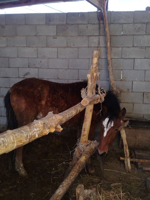 Палтарашка лар семіз союға