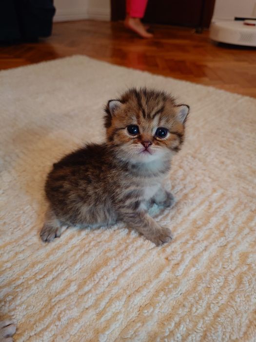 British shorthair golden cu pedigree