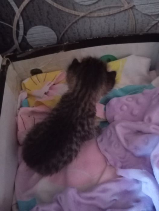 Отдам котенка в добрые руки