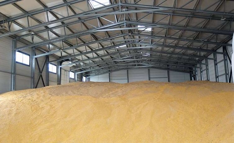 Porumb boabe/Recolta 2024